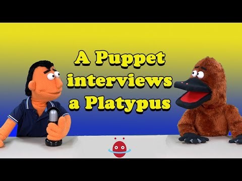 10 Facts about the Platypus 🇦🇺