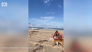 309K views · 1.8K reactions | Dingo attack on Fraser Island!!! guess he wanted a little taste!! 藍藍 | Caught on Fishing | Facebook
