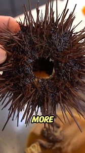LIVE MOVING FRESH URCHIN 😱 | Hiroyuki Terada - Sushi Master