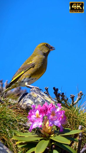 Stop scrolling — hear the Himalayan Greenfinch like you’ve never heard it before. This ultra-close 4K reels captures a crystal-clear **Himalayan Greenfinch bird sound** (Chloris spinoides) as the male sings from a high twig — perfect for quick species ID, relaxation, or adding to your bird sound notes. The first 2 seconds show a tight, eye-level shot to lock attention, then the audio opens up so you can listen to the full twittering song and distinctive call. If you love field recordings and sho