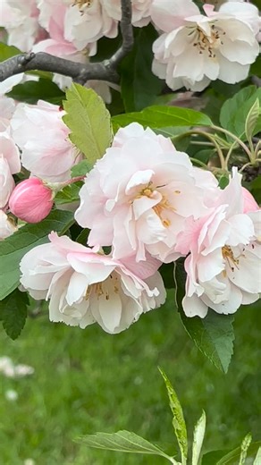 So much Spring beauty. Under pruning services provided by our Babydolls. #crabappleblossom #howhighcanbabydollsheepreach | Roogulli Farm