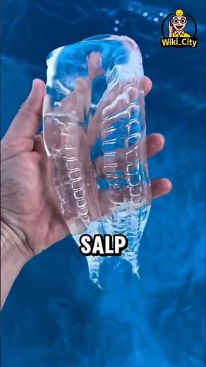🫧🪼 Salp: The Most Transparent Creature in the Ocean