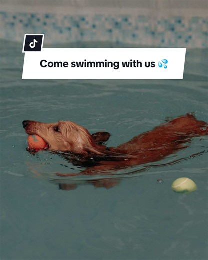 Enjoying Rainy Days with Indoor Dog Swimming Sessions