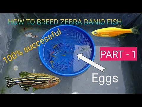 HOW TO BREED ZEBRA FISH (100 ℅ successfully)
