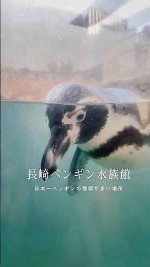 ペンギンの種類が9種類と日本一の長崎ペンギン水族館🐧✨ #長崎市 #ペンギン #ペンギン水族館