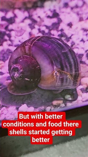 mystery snail shell repairing