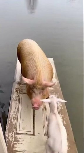 Pig Saves Baby Goat from Flood ✈️ #pet #funnycat