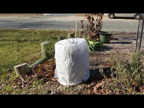 How to wrap a fig tree to survive the winter in New Jersey