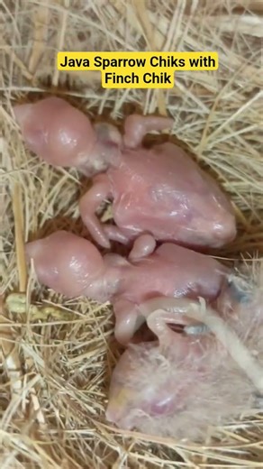 Baby Java Sparrow | #java #javasparrow #shortvideo #birdsempire