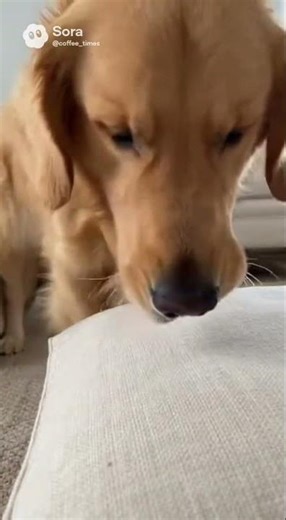 【驚異】卵を割らずに運べる？ゴールデンの優しさ / Golden Retriever's Gentle Egg Challenge #shorts