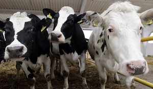 Holy Cow: Biblical Red Heifer in production | The Jerusalem Post