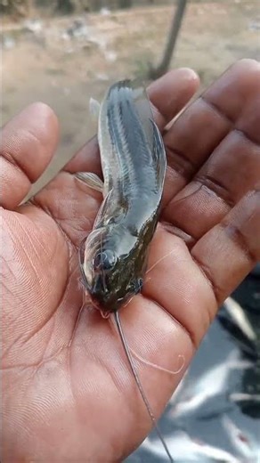 🎣😱😱Fishing Fail! This Fish Always Gets Away✅✅😱 #fishing​ #fish