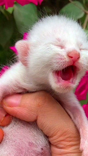 Kitten meowing to attract cats 😻 / Cat sound | Cat Voice | Cat videos | Persian cat | Cats | Kitten