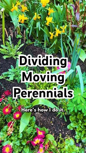 How To Divide & Move Your Perennials (easy steps)