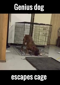 4K views · 58 reactions | What's the hell? Unbelievable Genius dog escapes cage  | Animal World | Facebook