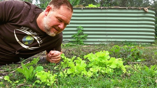 5 super-fast growing greens for quick & continuous harvests | Self Sufficient Me