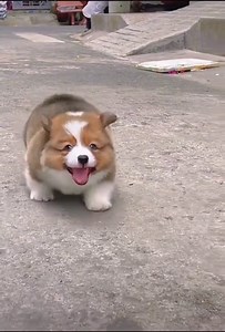 Adorable Running Puppy Videos