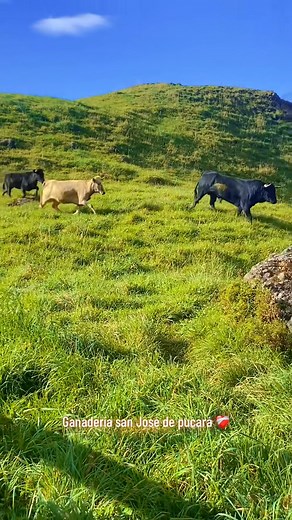 186K views · 2.3K reactions | Un recorrido por la dehesa, el reino del toro bravo, donde cada amanecer se forja la leyenda鸞♥️ #torosbravos #campo #encierro #campobravo #ganaderia #lifestyle #viralreelsシ | Toros de Sangolquí | Facebook