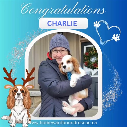 🐾💙 ADOPTION ANNOUNCEMENT: Siren now Charlie !!!! 🐾💙 Congratulations to Charlie on his recent adoption! He has received the best early Christmas present! 🎄We are so happy for you!! 🎉 Charlie was one of the last adoptions of 2025! Many thanks to Kristi for helping Charlie get ready to find his Furever home!!! ❤ If you are interested in adoption, please visit our website to learn more and to meet some of our adoptable dogs: www.homewardboundrescue.ca/adopt #adopted #dogsofinstagram #adoptdont