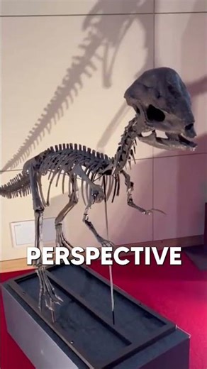 The Pokémon Fossil Museum Is Finally Coming to the US!😱