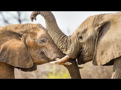 African sunrise sounds | Sabie River #4, Kruger National Park - Morning safari nature sounds 🌍155