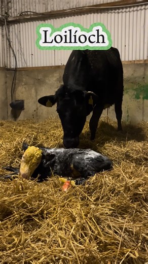 Séaghan Ó Súilleabháin on Instagram: "Loilíoch"