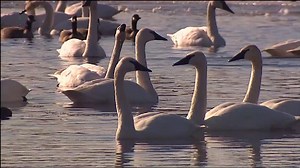 What's killing trumpeter swans in Washington?