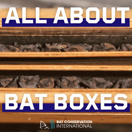 3.2K reactions · 741 shares | 驪 Wondering about welcoming bats into your backyard? Learn the best practices for installing bat houses that benefit both you and your local ecosystem. | Bat Conservation International | Facebook