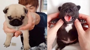 Tiny pugs showing their sweetest side