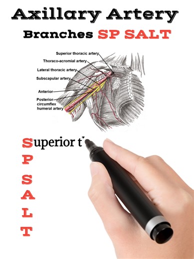 Branches of Axillary Artery #axillaryartery #anatomy #medical_mnemonics786 #m_m786 #anatomyclass