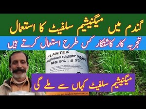 How and when to use magnesium sulphate in wheat | #agriculture #wheat #magnesium