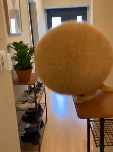 cat got shocked and became a fluffy Ball 😂 #cat #shocked #fluffy #funny #viral