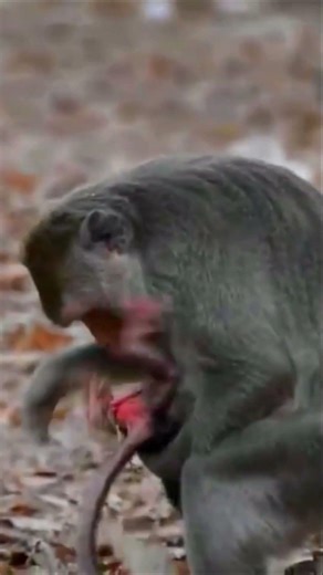 Newborn monkey and mom exploring the wild for food