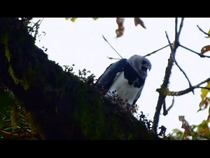 HARPY EAGLE DARIEN PANAMA
