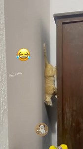 Epic Ninja Cats: Wall Climbers & Firefighter Slides! #MyPetsie _______________ Explore the Link in Our Bio for More Best Pets Toys & Supplies! 🛒🛍️ _______________ Follow @my.petsie For More Daily Videos 🔥❤️ _______________ These outdoor ninja cats take their skills to the next level! 🐱‍👤 From scaling walls with ease to sliding down bars like firefighter pros, they’ve mastered it all. Watch as they turn the city into their playground—nothing can stop them! 😼🔥 #NinjaCats #FelineFirefighters
