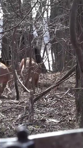 Giant Big wild boar hunting #coyotehunting #wildlife #deerhunting #deer #hunting #bowhunting #wildbo