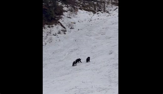 Bear cubs filmed playing on Poiana Brașov ski slope