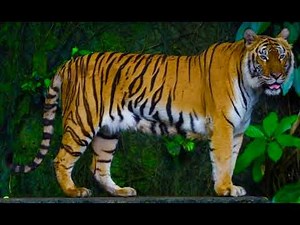 Indochinese Tiger Sound Effects 🐯 🔊