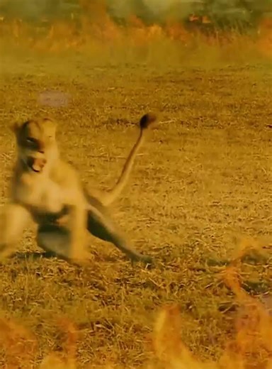 The wild never ceases to amaze! Follow for more stunning animal encounters (12) - NewsBreak