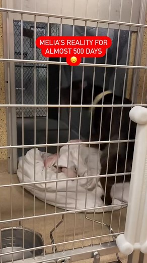 44K views · 1.8K reactions | Behind these bars: Melia’s life in a...