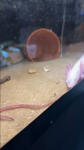 Axolotl feeding time- live worms viewer beware #axolotl