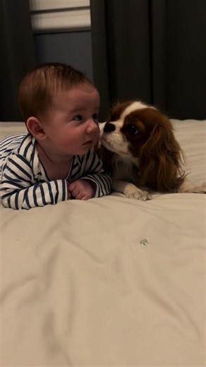 We have a beautiful Cavalier King Charles Spaniel puppy looking for a loving forever home. This little one has a sweet, gentle temperament and loves cuddles, playtime, and being around people. Cavaliers are known for their affectionate nature and make excellent companions for families, seniors, and first-time dog owners. #cavalierkingcharlesspanielpuppy #cavaliersoftiktok #cavalierpuppy #cavalierking #cavaliere