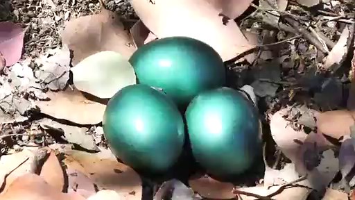 Aliens-Vs-Avatars Movie Trailer