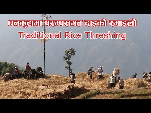 परम्परागत दाइँकाे रमाइलाे । Traditional “Dain” | Bull-Threshing Method of Rice। tourism of dhankuta