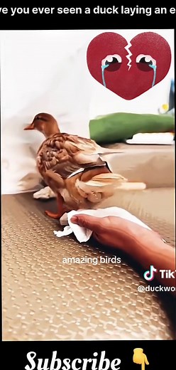 Egg Laying Duck: A Fascinating Natural Wonder