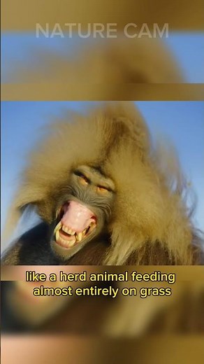 Gelada Baboon: The Bleeding-Heart Monkeys of Ethiopia’s Highlands