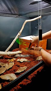 Unboxing a green mamba. Mambas are one of the fastest venomous snakes on the planet. #venomman20 #venomous #animal #snake #snakes #venomous #mamba | Venomman20