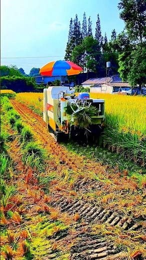 Modern Rice Harvesting: How an Automatic Harvester Works