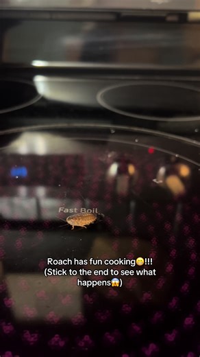 Roach Cooking Experiment: Fun and Surprises Await!