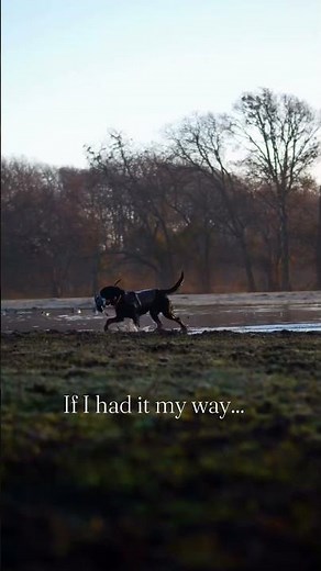 Duck Dog Living His Best Life 🦆🐕 | Duck Hunting Retrieve #duckhunting #duckdog
